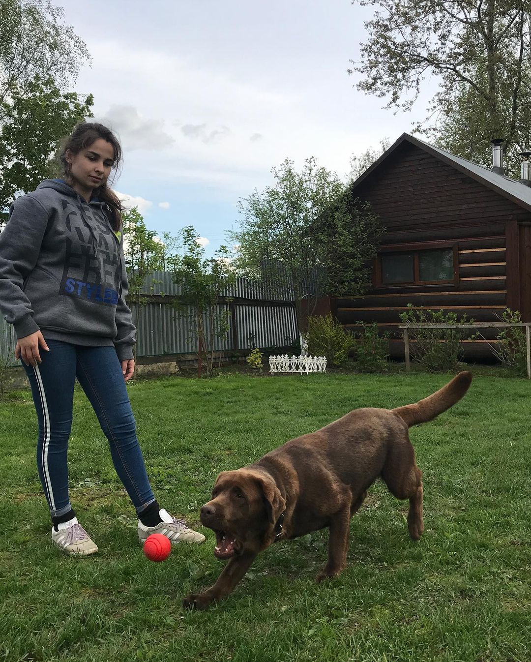 15 Interesting Facts About Labradors 34