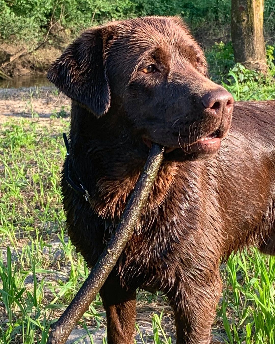 15 Interesting Facts About Labradors 33