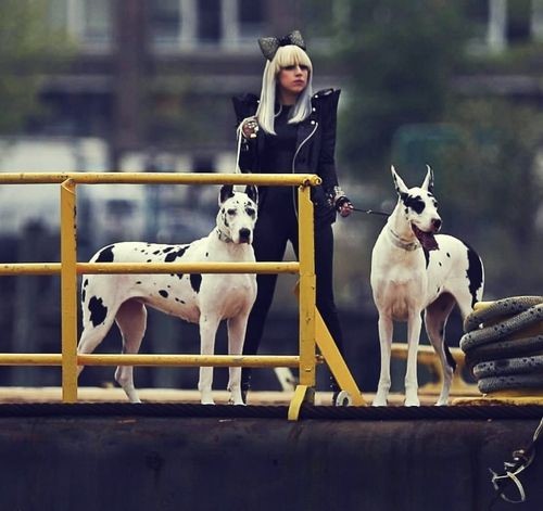 15 Celebrities Who Are Major Great Dane Lovers 9