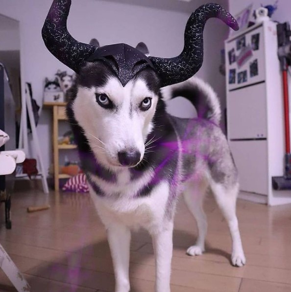 15 Pictures That Prove Huskies Are Perfect Weirdos 10