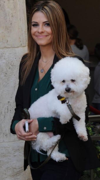 15 Celebrities Who Are Major Bichon Frise Lovers 9