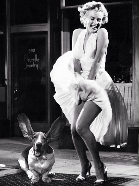 13 Celebrities Who Are Major Basset Hound Lovers 10