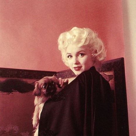 14 Celebrities Who Are Major Pekingese Lovers 10