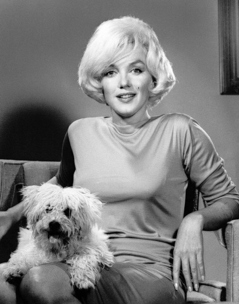 15 Celebrities Who Are Major Bichon Frise Lovers 10