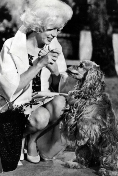 15 Celebrities Who Are Major Cocker Spaniel Lovers 9