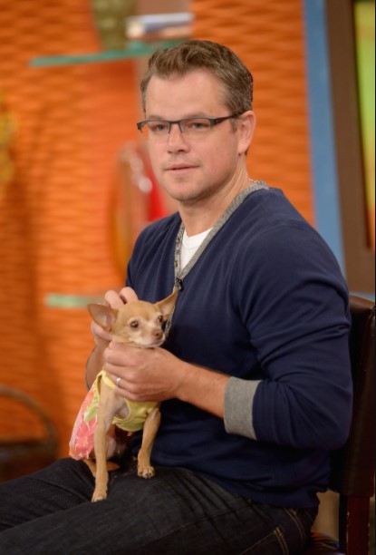 15 Celebrities Who Are Major Chihuahua Lovers 9