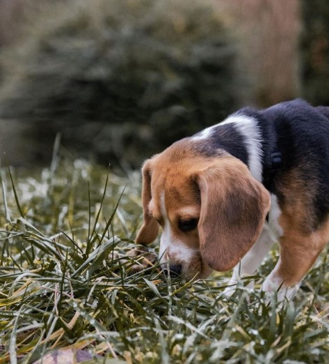 15 Pictures That Prove Beagles Are Perfect Weirdos 9