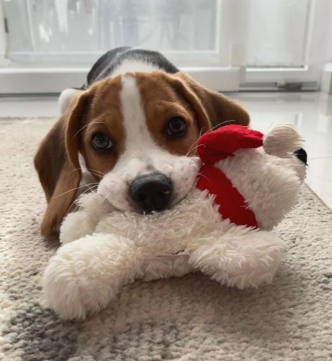 15 Pictures That Prove Beagles Are Perfect Weirdos 10