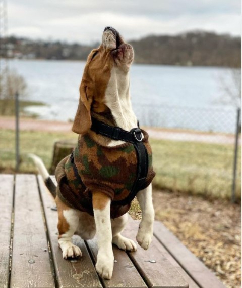 15 Pictures That Prove Beagles Are Perfect Weirdos 11