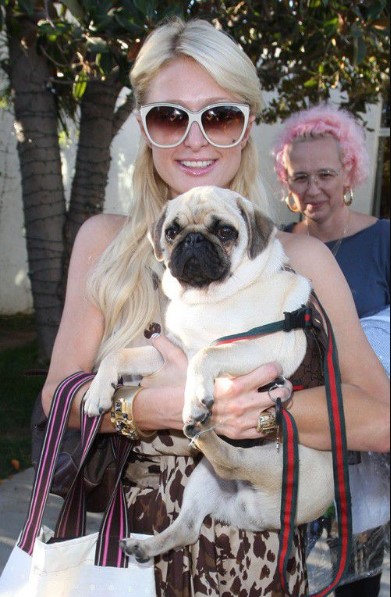 15 Celebrities Who Are Major Pug Lovers 43 15 Celebrities Who Are Major Pug Lovers 43
