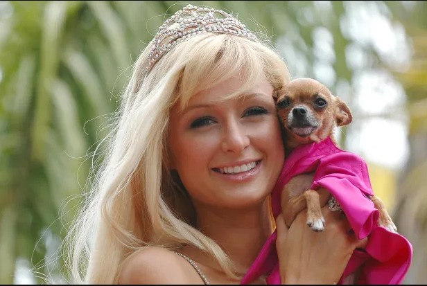 15 Celebrities Who Are Major Chihuahua Lovers 10