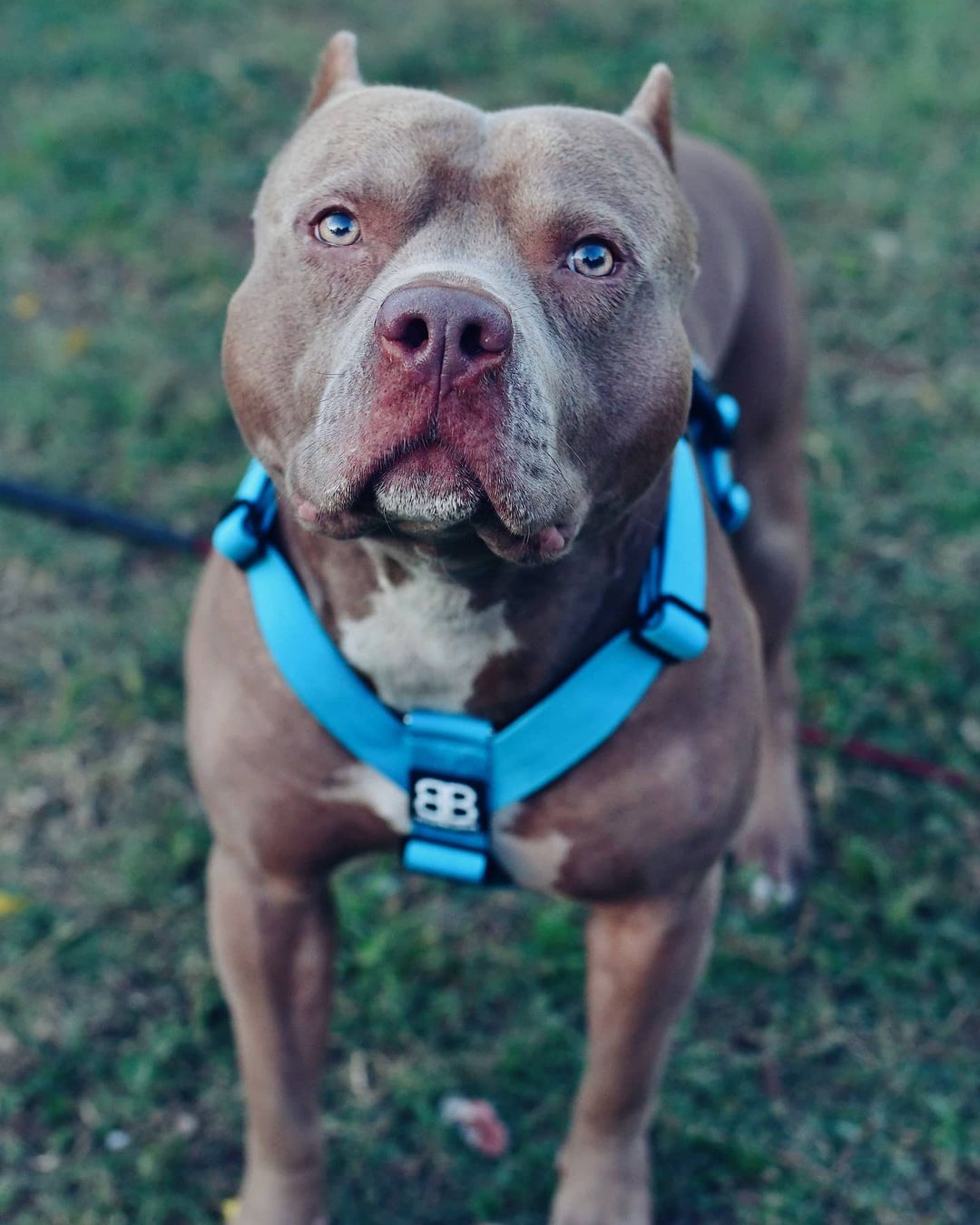 The Pit Bull Dog 6