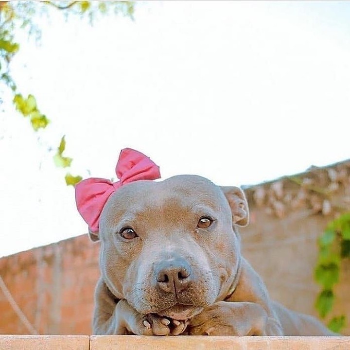 The Pit Bull Dog 5