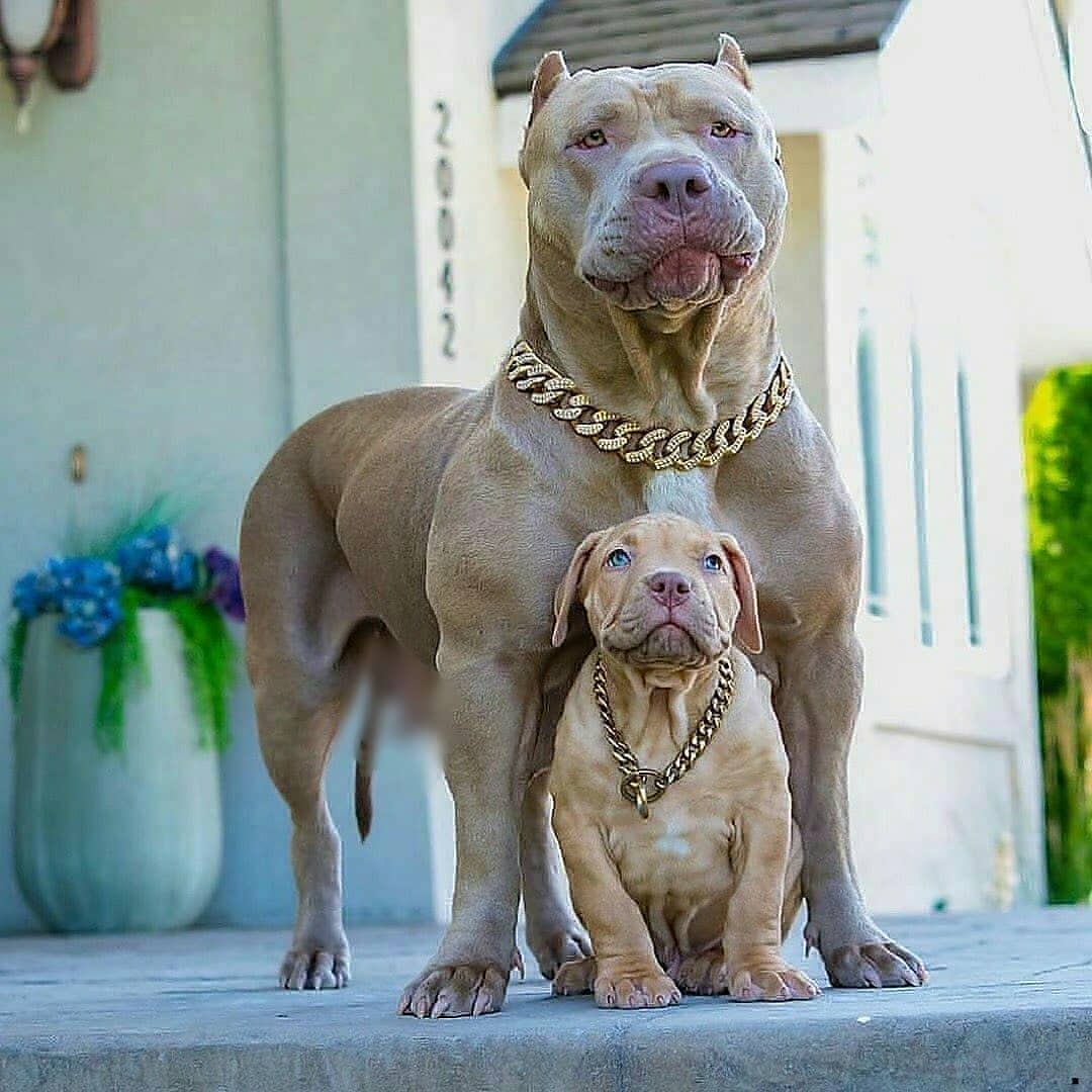 The Pit Bull Dog 3
