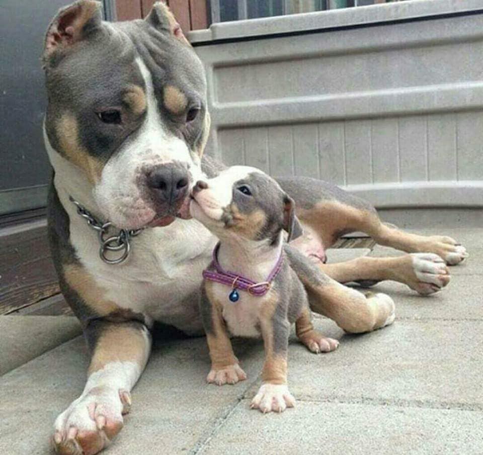 The Pit Bull Dog 2