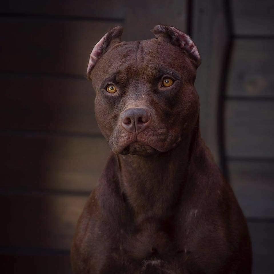 The Pit Bull Dog 1