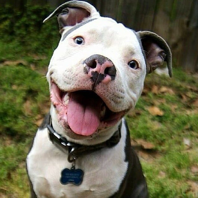 The Pit Bull Dog 9