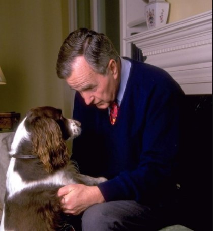 10 Celebrities Who Are Major Springer Spaniel Lovers 9