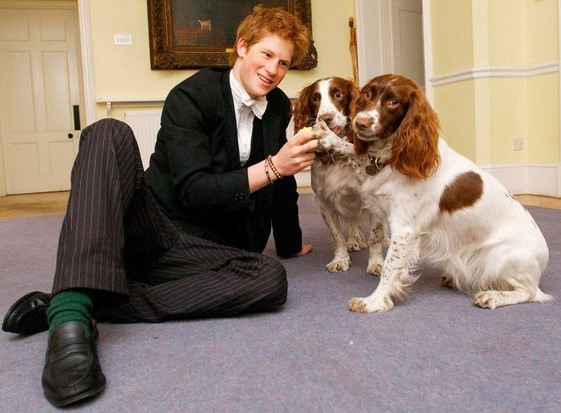 10 Celebrities Who Are Major Springer Spaniel Lovers 10