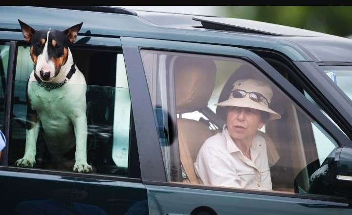 15 Celebrities Who Are Major English Bull Terrier Lovers 45 15 Celebrities Who Are Major English Bull Terrier Lovers 45