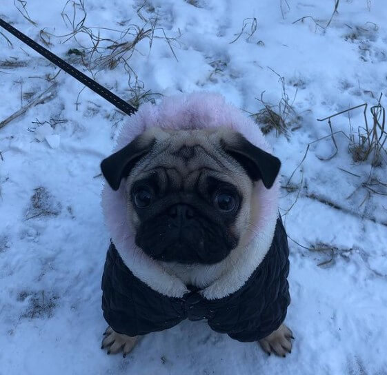 Pugs: Cute City Inhabitants 27