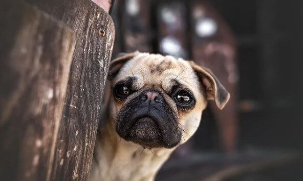 Pugs: Cute City Inhabitants 30