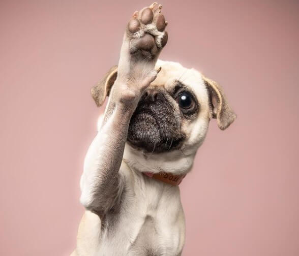 Pugs: Cute City Inhabitants 35