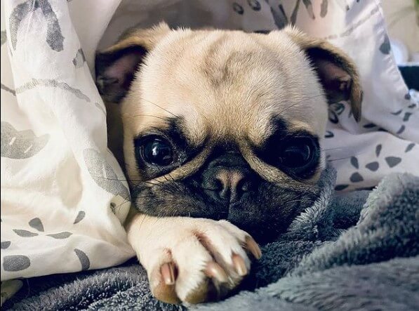 Pugs: Cute City Inhabitants 25