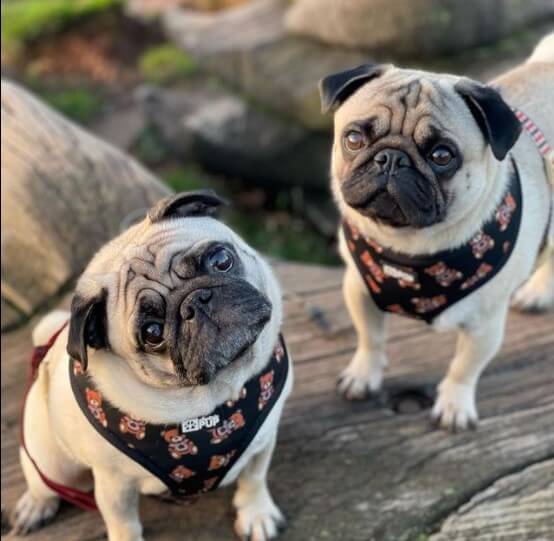 Pugs: Cute City Inhabitants 28