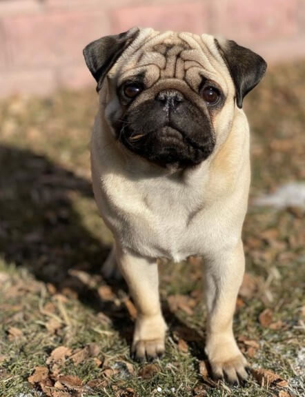 Pugs: Cute City Inhabitants 26