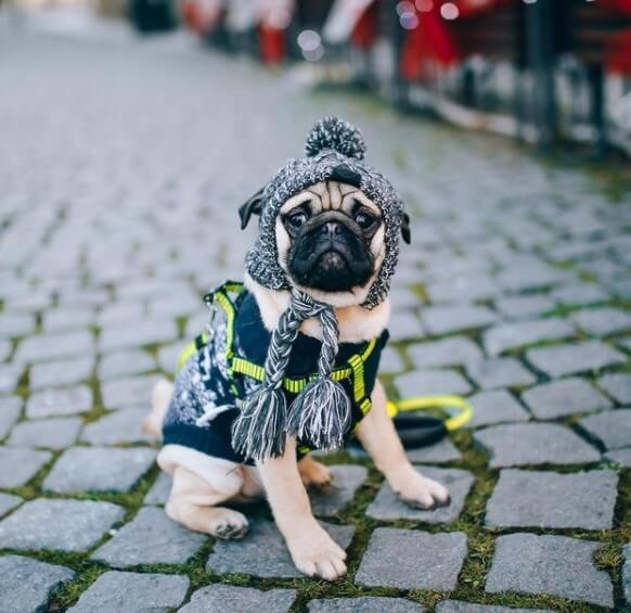 Pugs: Cute City Inhabitants 32
