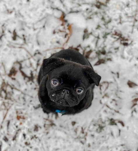 Pugs: Cute City Inhabitants 29