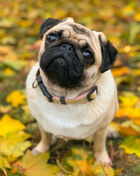 Pugs: Cute City Inhabitants 31