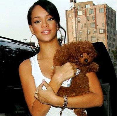 16 Celebrities Who Are Major Poodle Lovers 9