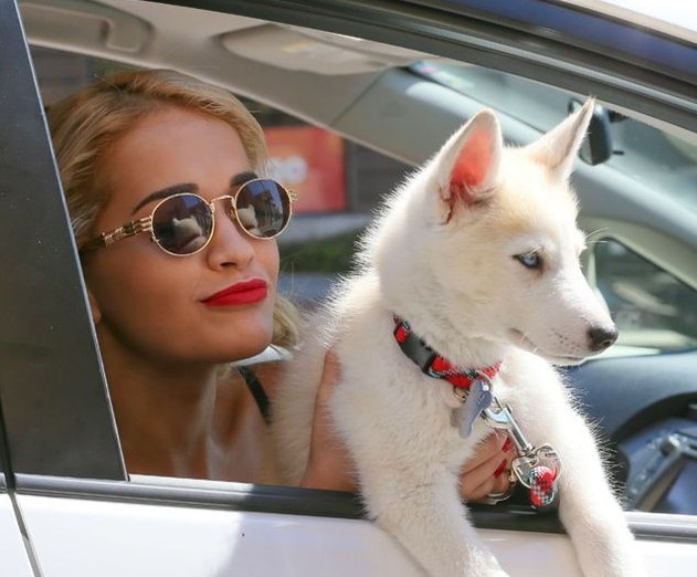 15 Celebrities Who Are Major Husky Lovers 11