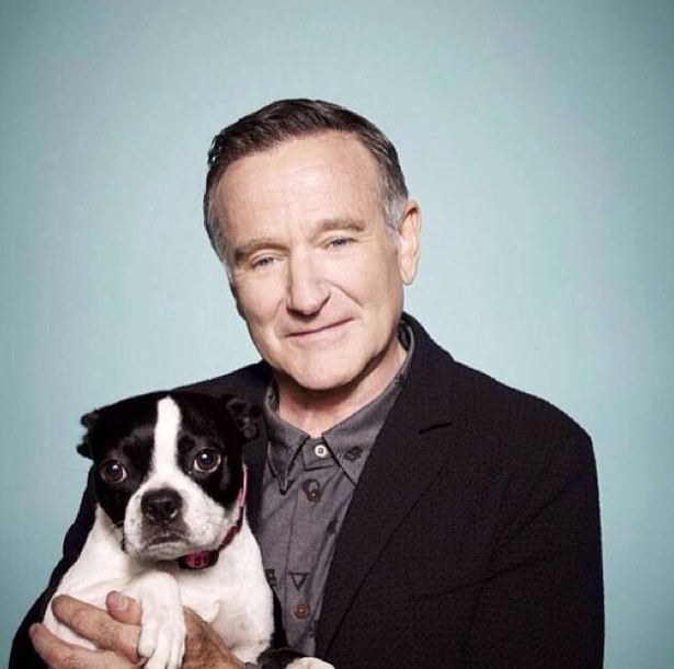 12 Celebrities Who Are Major Boston Terrier Lovers 9