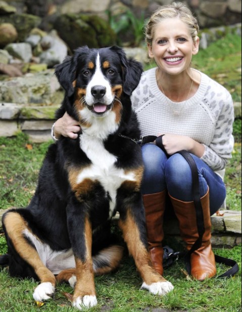 10 Celebrities Who Are Major Bernese Mountain Dog Lovers 9