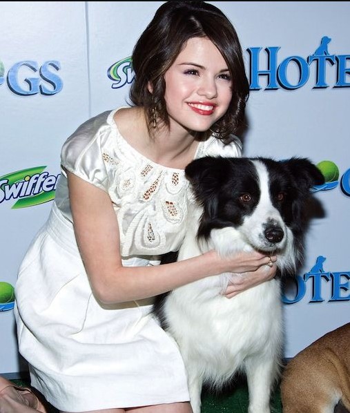 12 Celebrities Who Are Major Border Collie Lovers 10