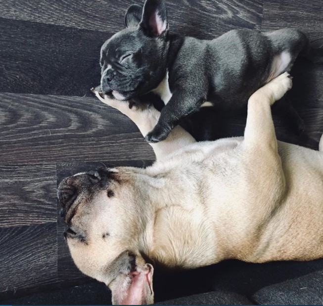 16 Pictures That Prove French Bulldogs Are Perfect Weirdos 9