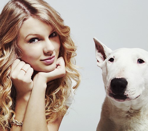 15 Celebrities Who Are Major English Bull Terrier Lovers 47 15 Celebrities Who Are Major English Bull Terrier Lovers 47