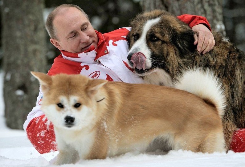 10 Celebrities Who Are Major Akita Inu Lovers 5