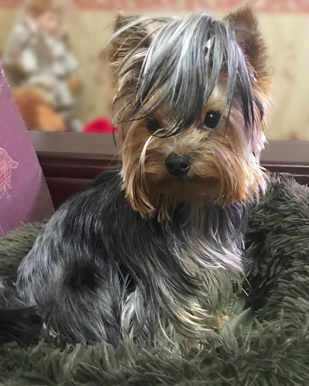 16 Amazing Facts About Yorkshire Terriers You Probably Never Knew 11 16 Amazing Facts About Yorkshire Terriers You Probably Never Knew 11