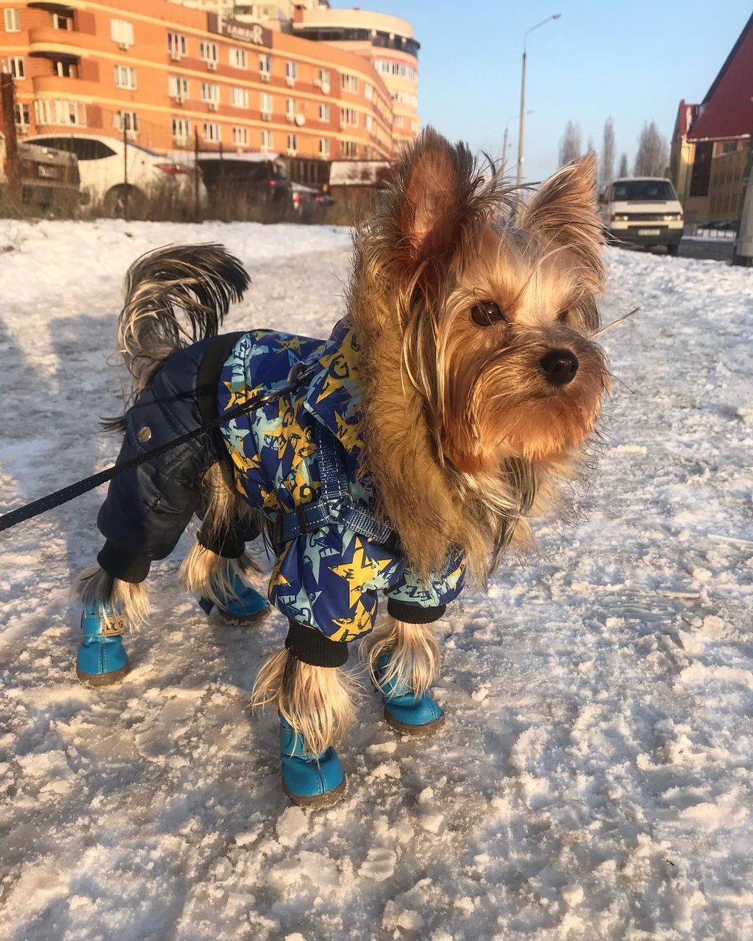 16 Amazing Facts About Yorkshire Terriers You Probably Never Knew 10 16 Amazing Facts About Yorkshire Terriers You Probably Never Knew 10