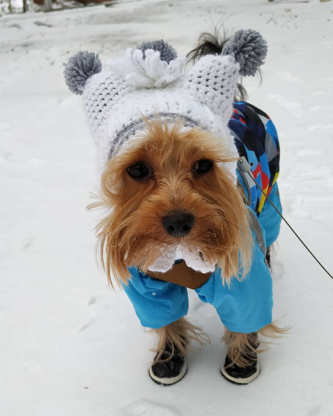 16 Amazing Facts About Yorkshire Terriers You Probably Never Knew 9 16 Amazing Facts About Yorkshire Terriers You Probably Never Knew 9