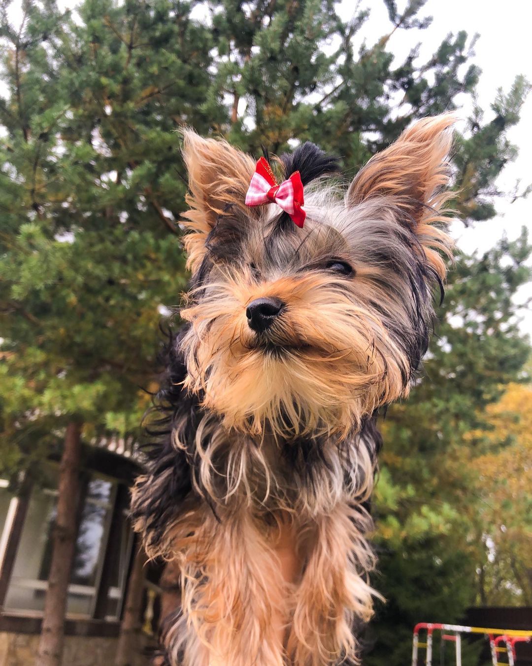 16 Amazing Facts About Yorkshire Terriers You Probably Never Knew 11 16 Amazing Facts About Yorkshire Terriers You Probably Never Knew 11