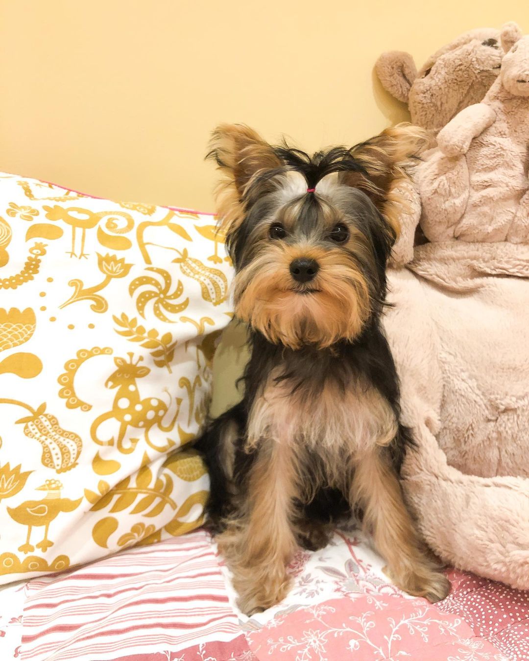 16 Amazing Facts About Yorkshire Terriers You Probably Never Knew 10 16 Amazing Facts About Yorkshire Terriers You Probably Never Knew 10
