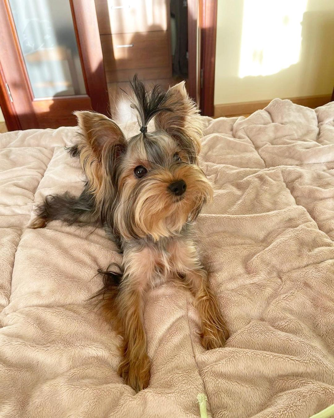 16 Amazing Facts About Yorkshire Terriers You Probably Never Knew 9 16 Amazing Facts About Yorkshire Terriers You Probably Never Knew 9