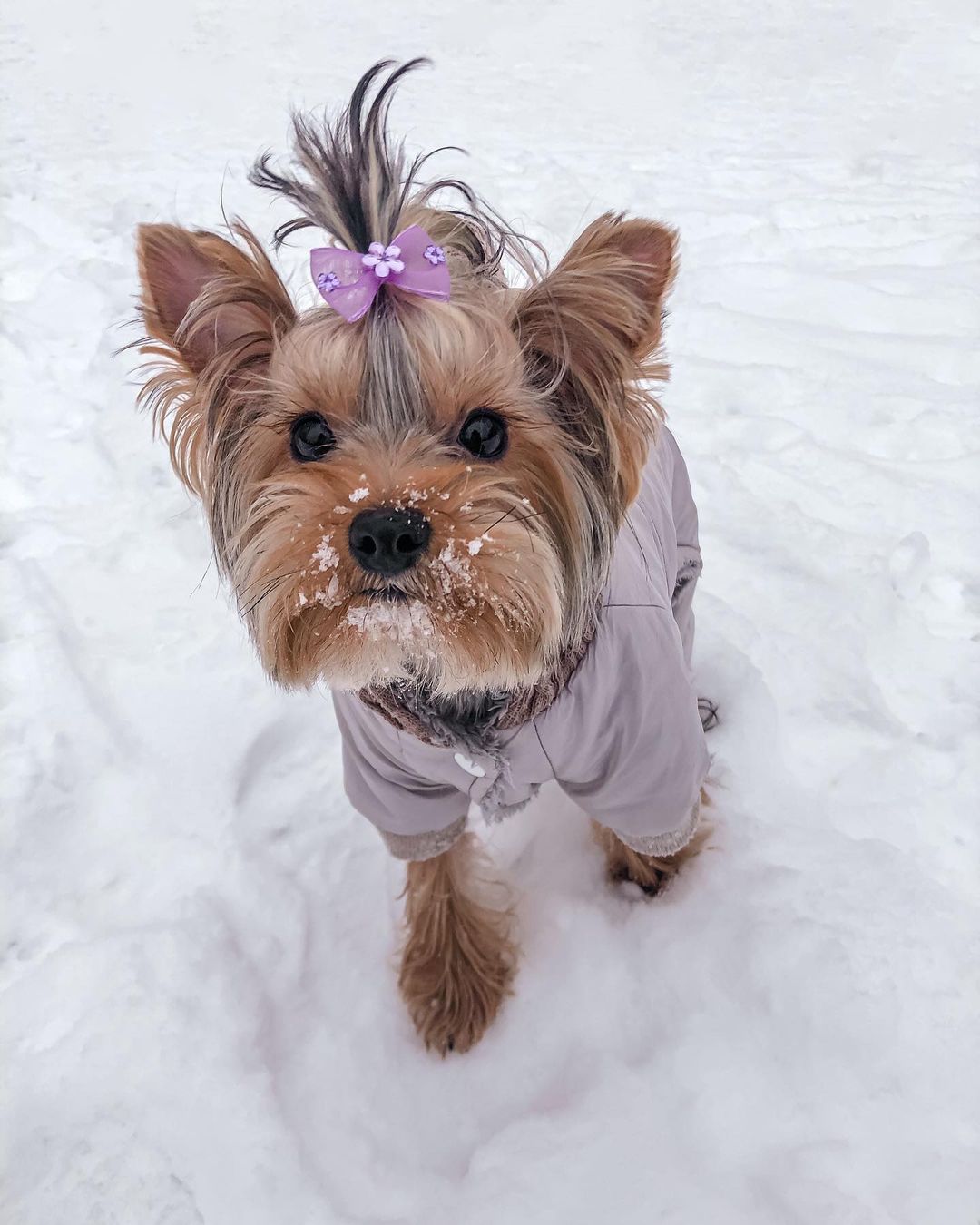 16 Amazing Facts About Yorkshire Terriers You Probably Never Knew 11 16 Amazing Facts About Yorkshire Terriers You Probably Never Knew 11