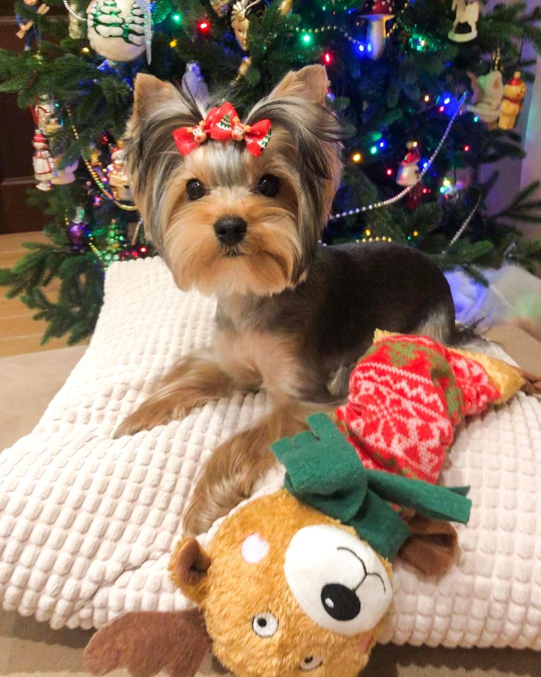 16 Amazing Facts About Yorkshire Terriers You Probably Never Knew 10 16 Amazing Facts About Yorkshire Terriers You Probably Never Knew 10