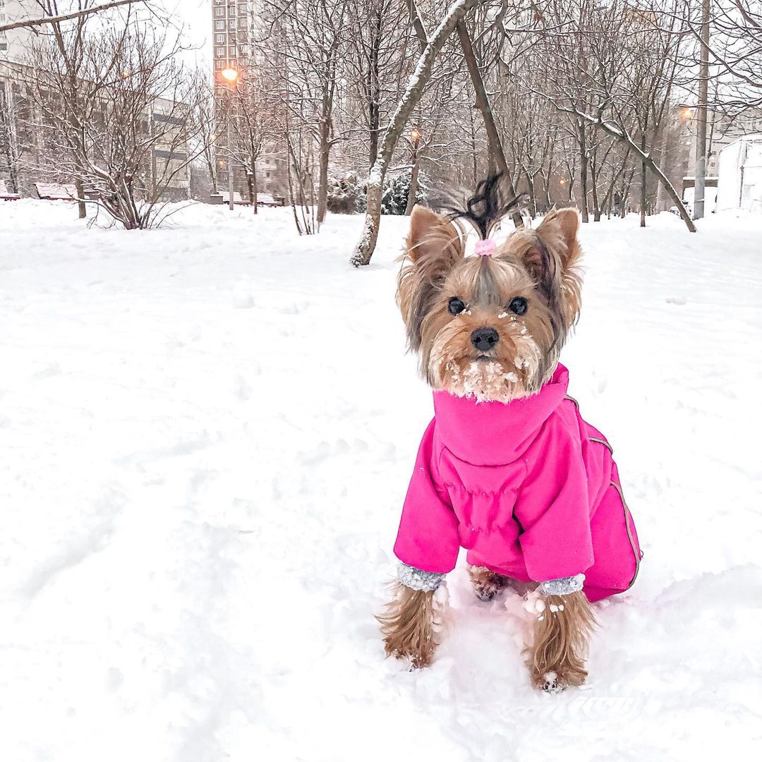 16 Cool Facts About Yorkshire Terriers 5 16 Cool Facts About Yorkshire Terriers 5